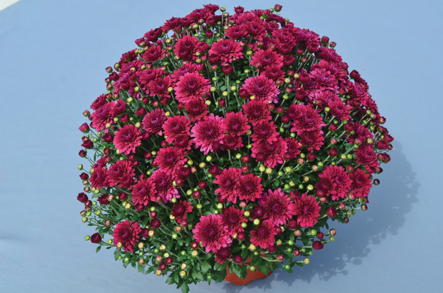 Purple Annual Mum