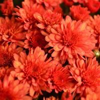 Mumosa Orange Mum