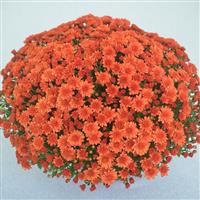 Mumosa Orange Mum