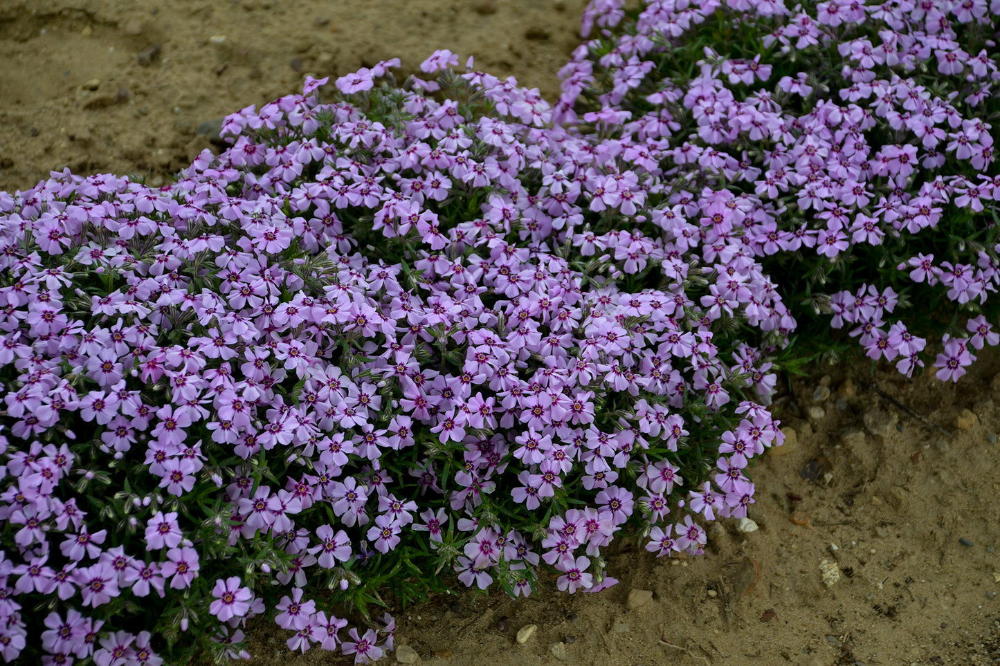'Eye Candy' Creeping Phlox