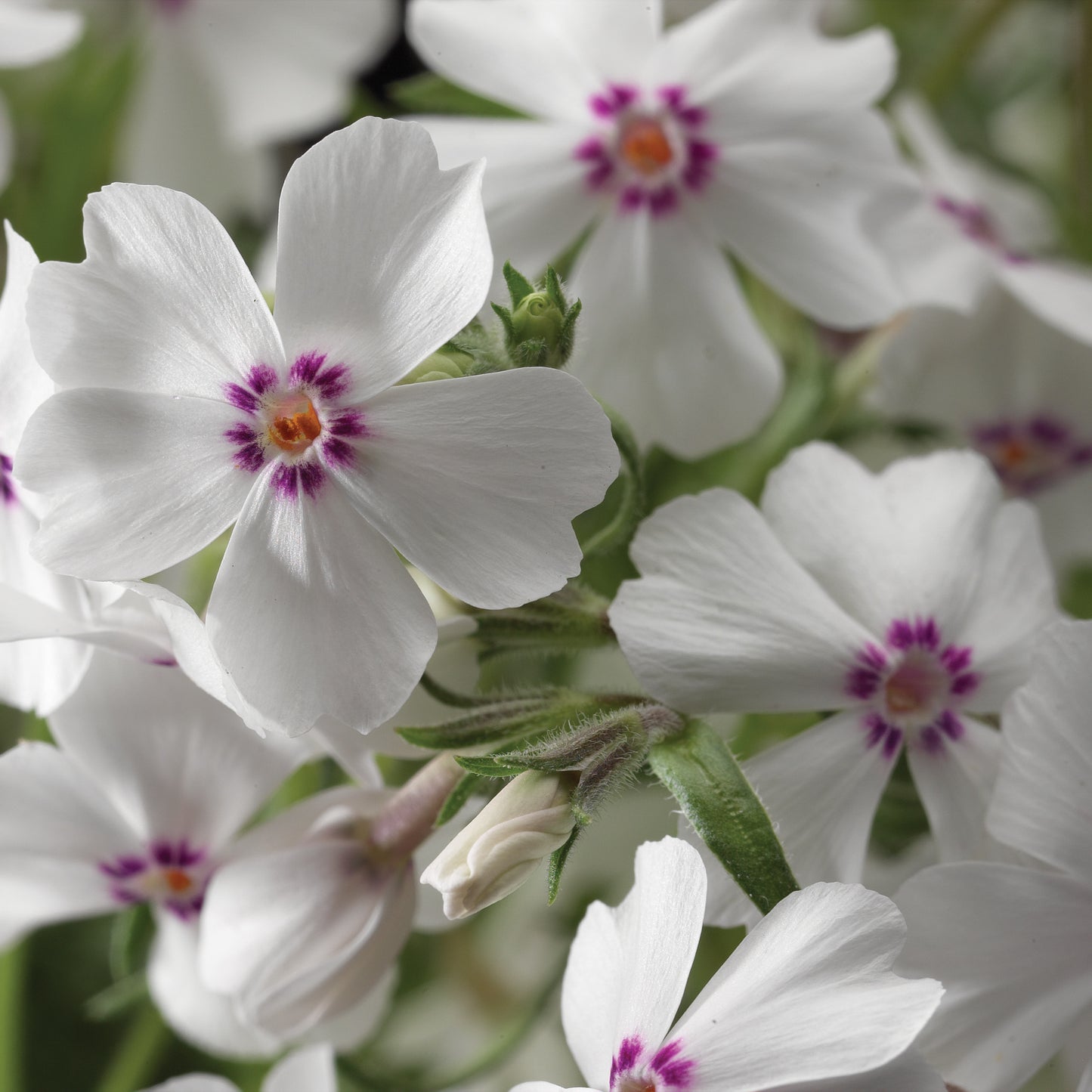 'Amazing Grace' Creeping Phlox