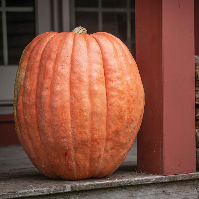Wholesale Giant Pumpkins
