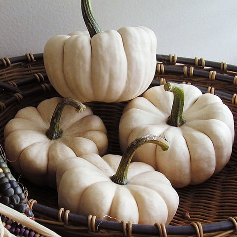 Mini Pumpkins & Gourds