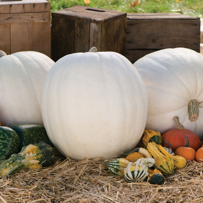 Wholesale Giant Pumpkins