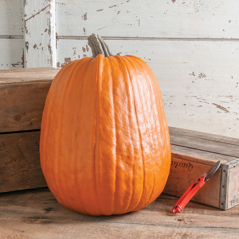 Wholesale Giant Pumpkins