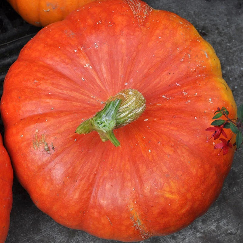 Wholesale Bin of Specialty Pumpkins