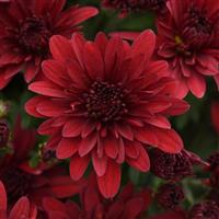 Roaring Red Mum