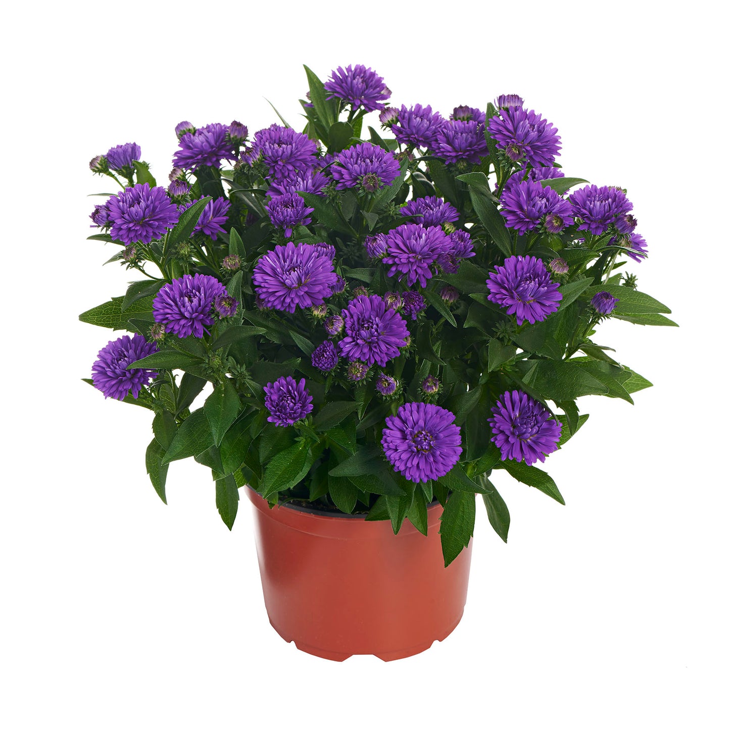 Showmakers Indigo Ice Aster