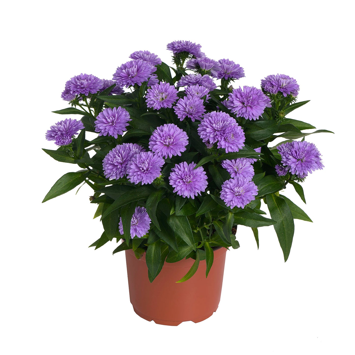 Showmakers Lavender Aster