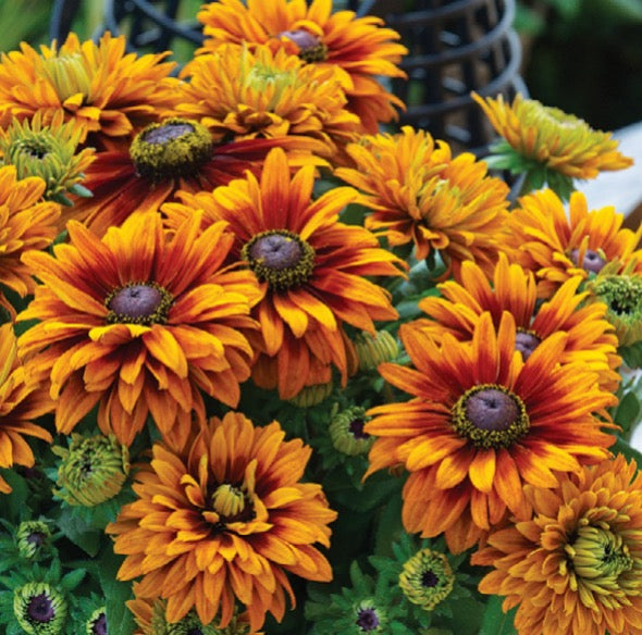 Sunbeckia Grafitti Caramel Rudbeckia