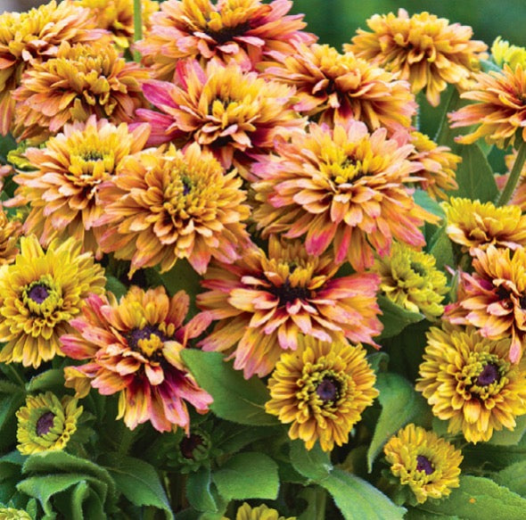 Sunbeckia Grafitti Peach Rudbeckia