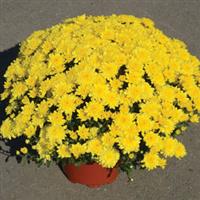 Sunrise Yellow Mum