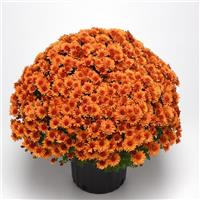 Sunset Orange Mum
