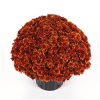 Sweet Potato Pie Bronze Mum