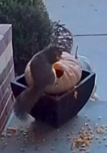 Pumpkin Pick-Up & Removal