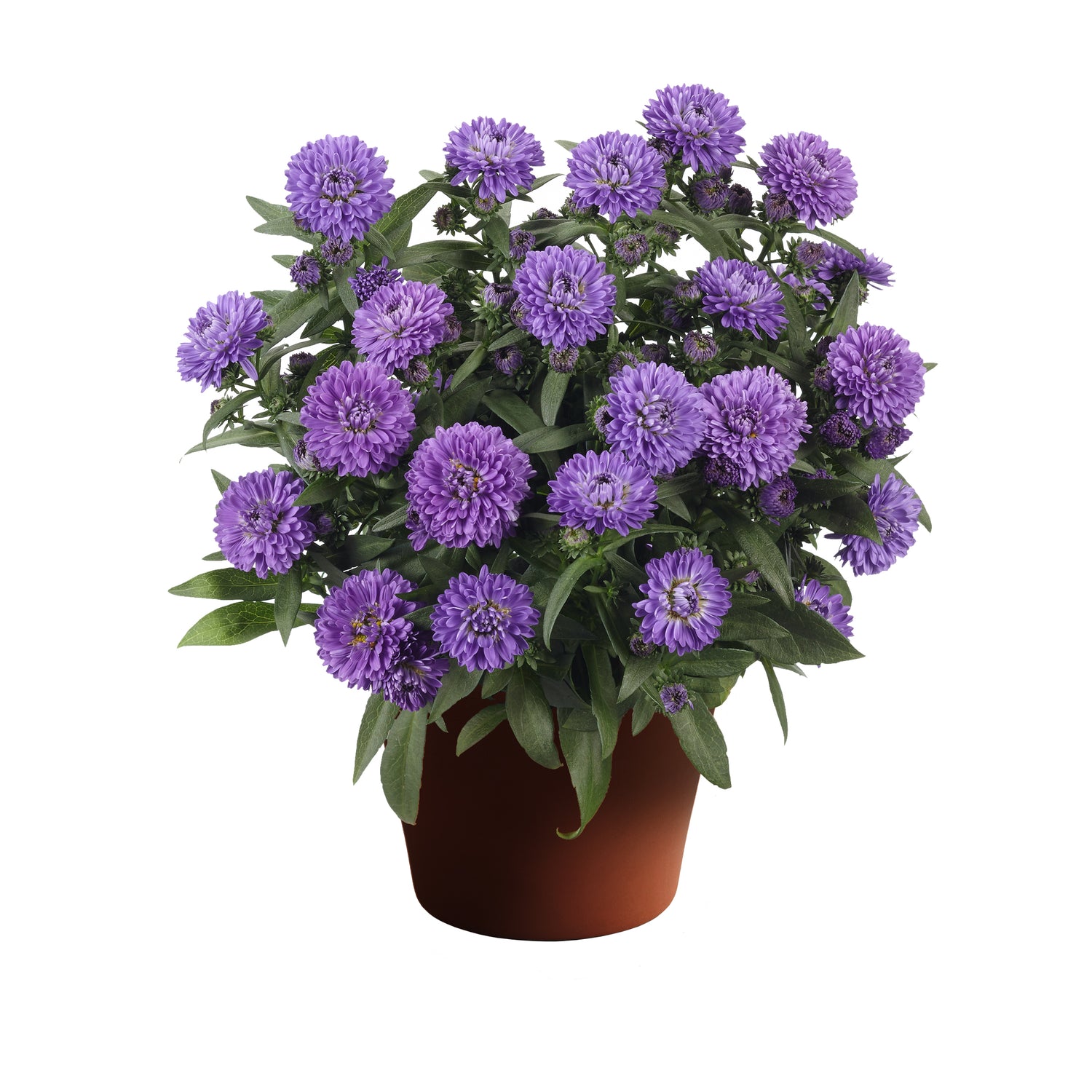 Asters - Tender Perennial