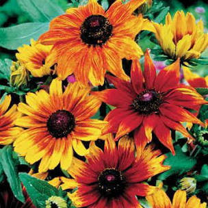 Rudbeckias - Perennial