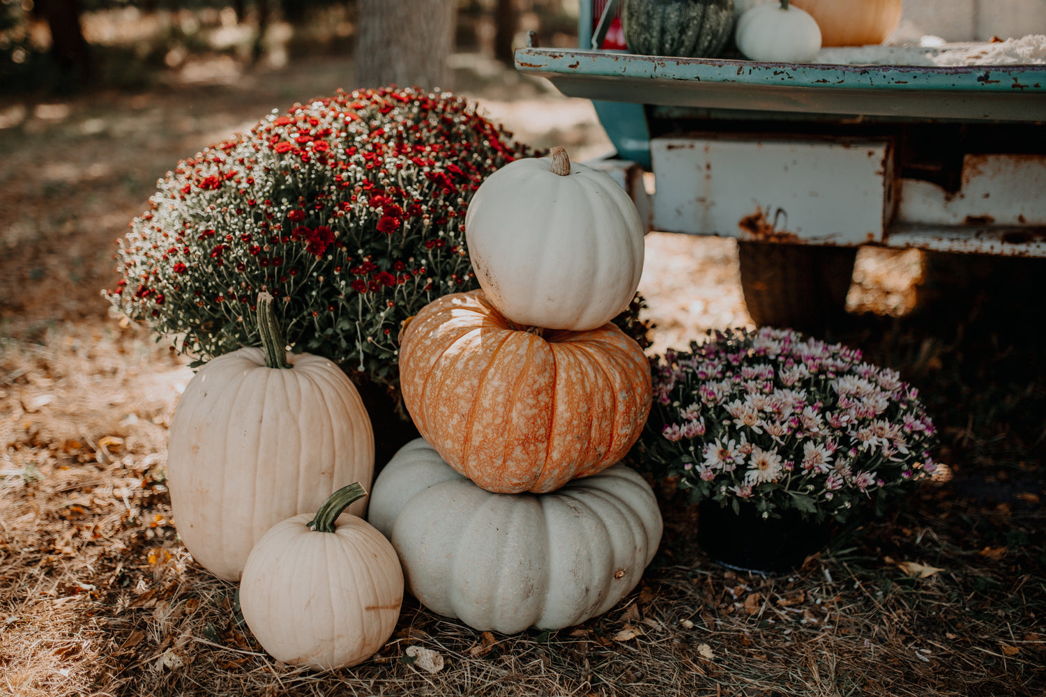 Fall Flower & Pumpkin Packages