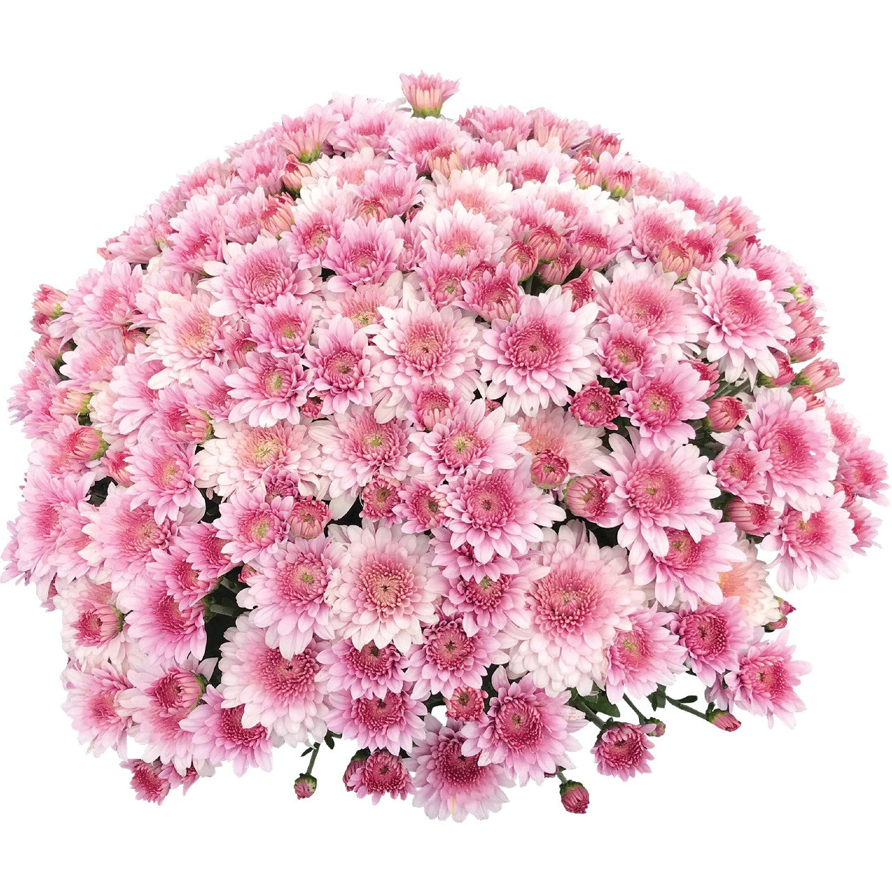 Mums - Annual