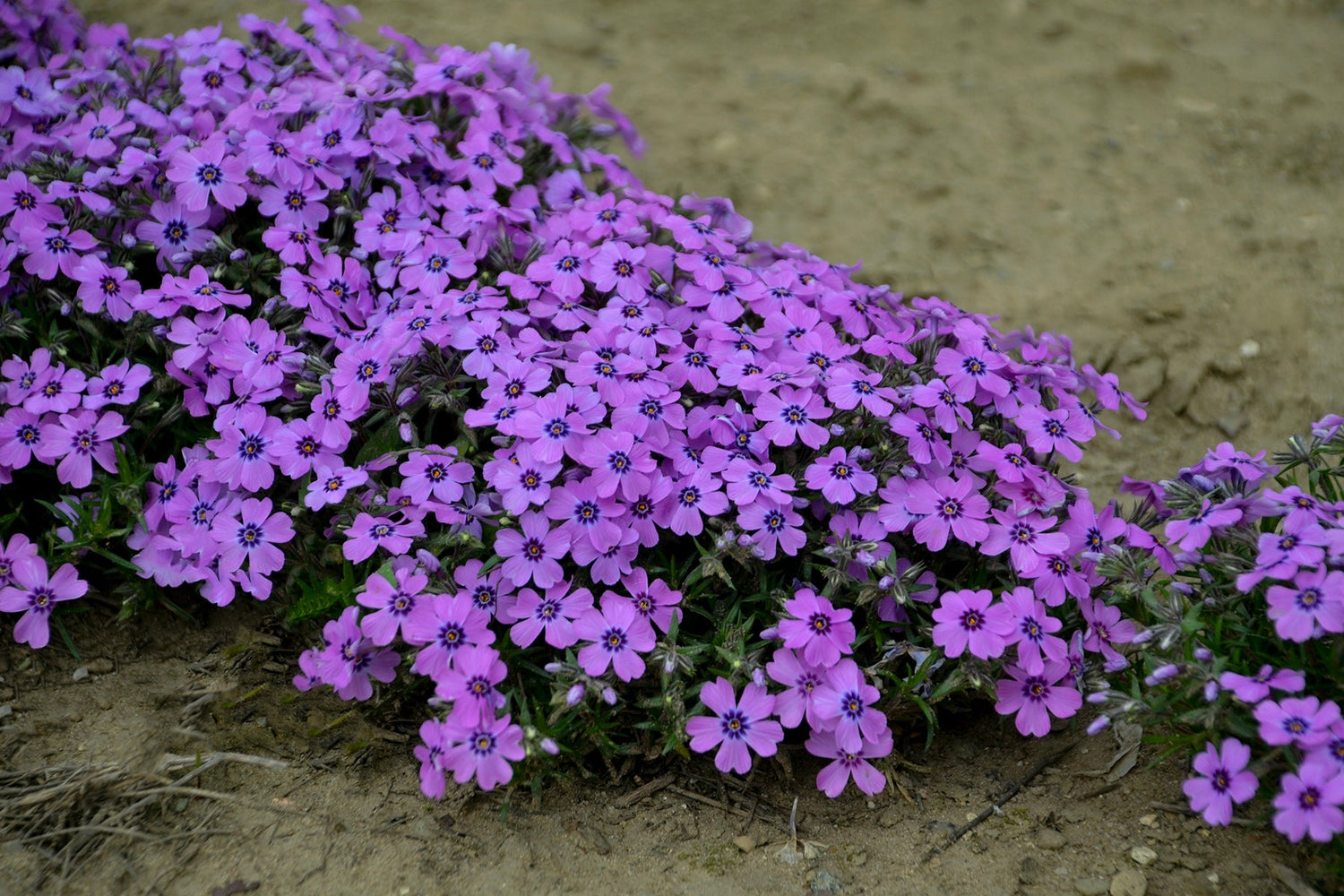 Phlox - Perennial