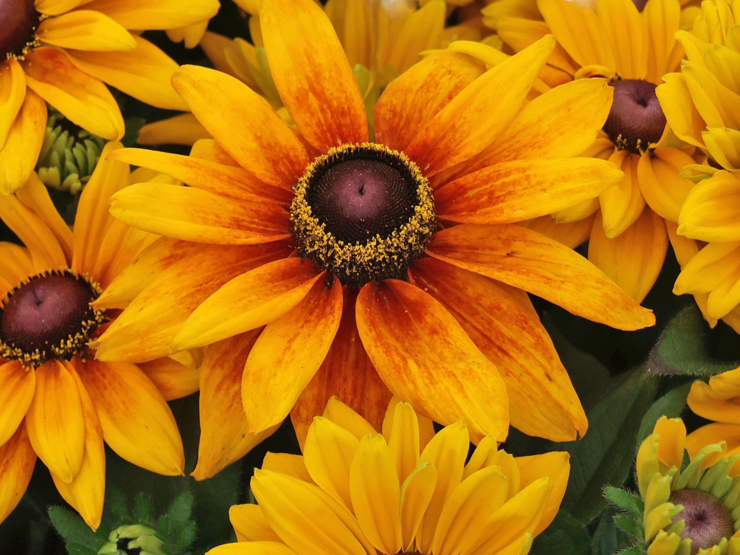 Rudbeckias - Annual