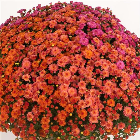 Gigi Starburst Mix Mum
