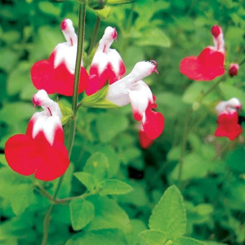 'Hot Lips' Salvia
