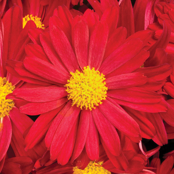 Bonnie Red Mum