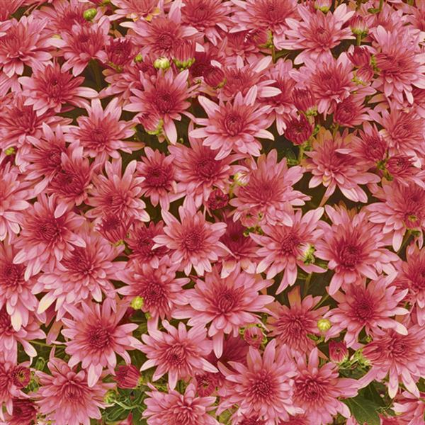Red Annual Mum