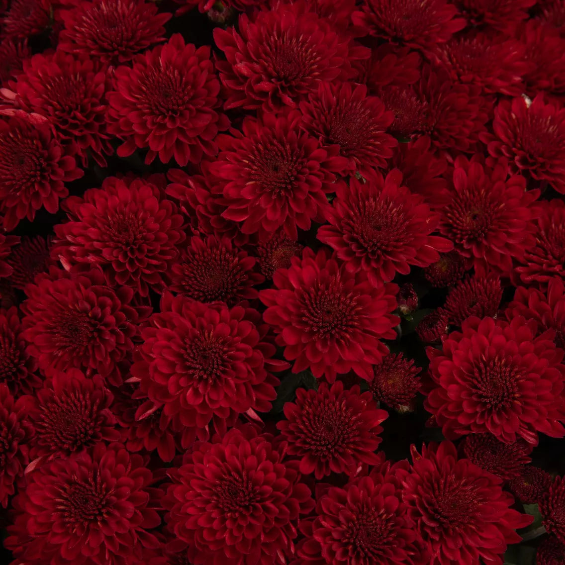 Selena Red Mum