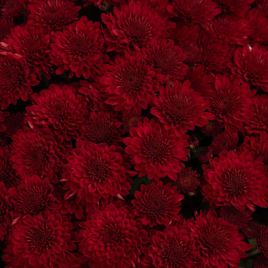 Selena Red Mum