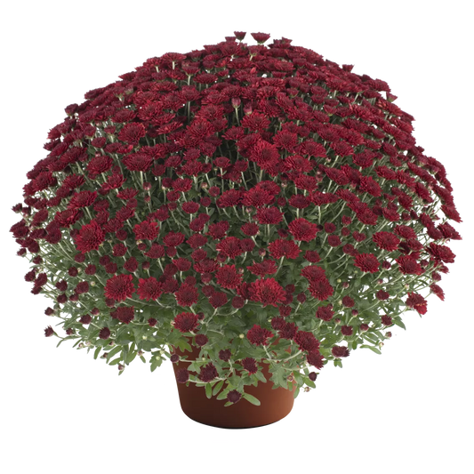 Selena Red Mum