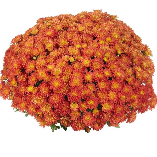 Sunblaze Flame Mum