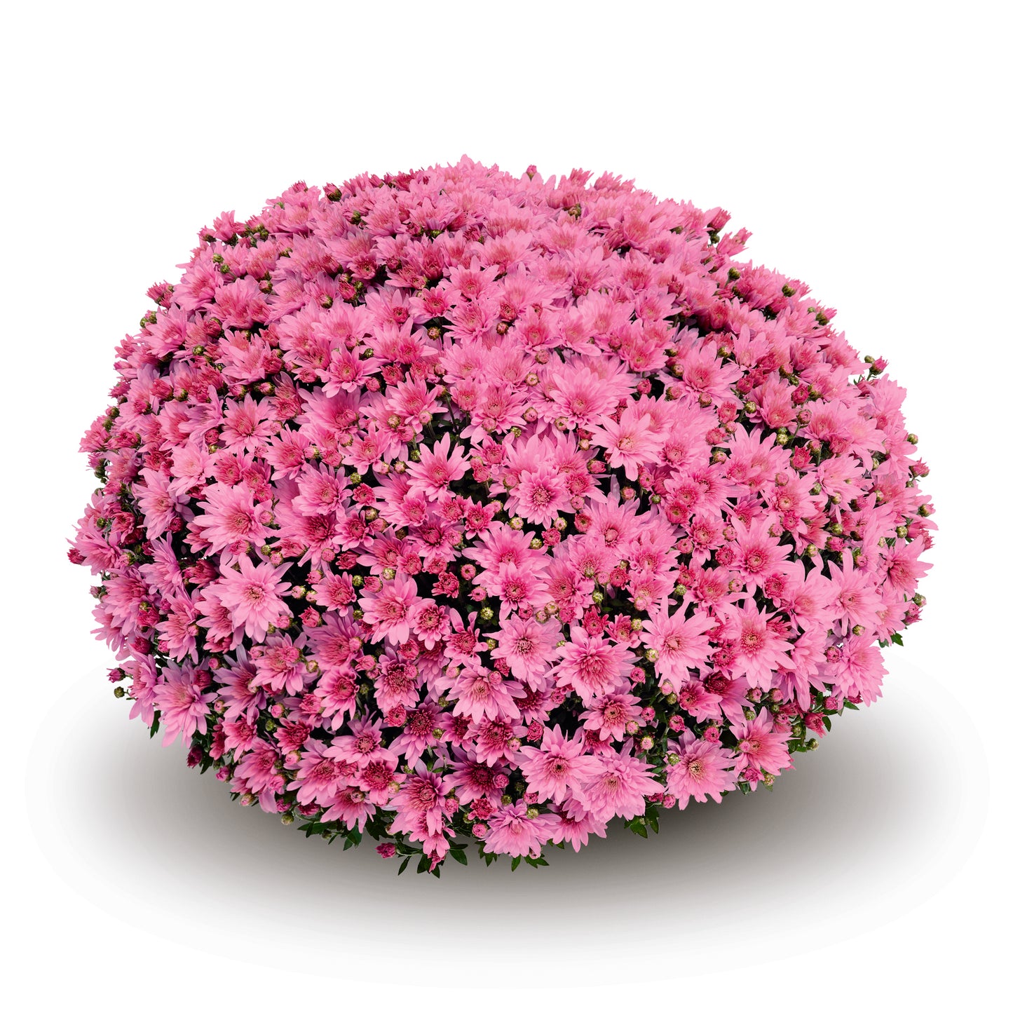 Arluno Dark Pink Mum