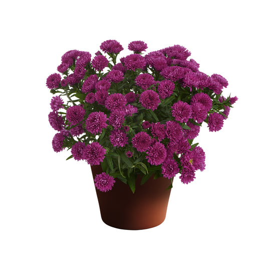 Showmakers Magenta Aster