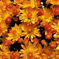 Cracklin Golden Yellow Mum