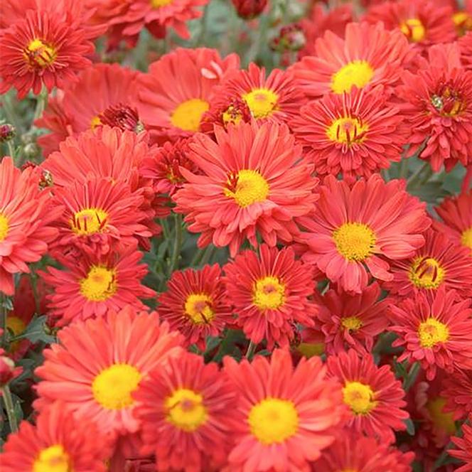 Mammoth Daisy Dark Bronze Mum