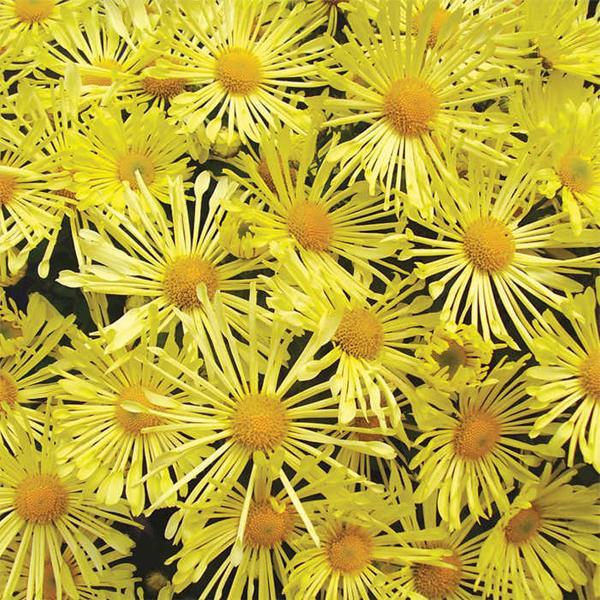 Mammoth Daisy Yellow Quill Mum