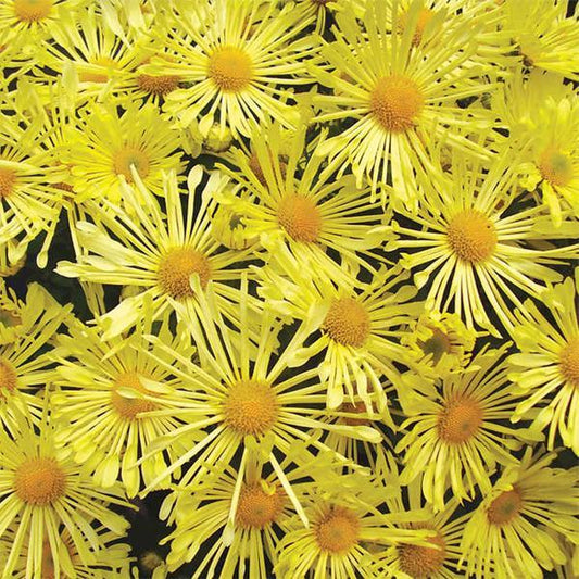 Mammoth Daisy Quill Mum