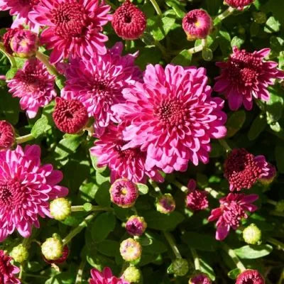Igloo Ice Pink Mum