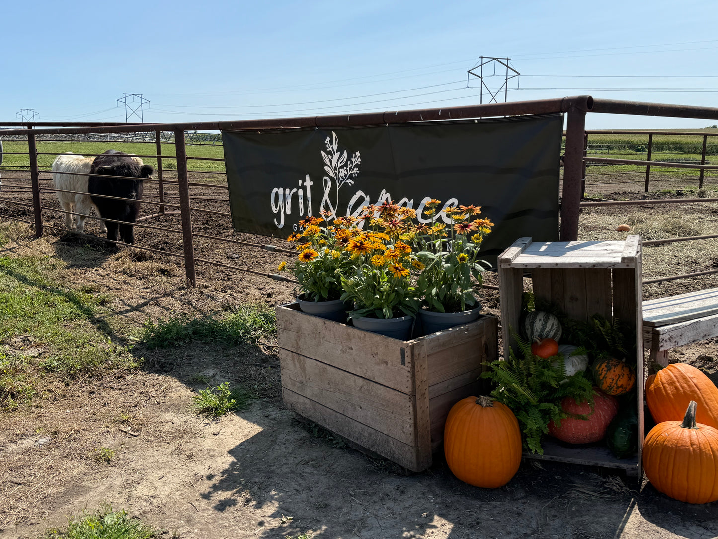 Wholesale Bin of Specialty & Jack O' Lantern Pumpkins