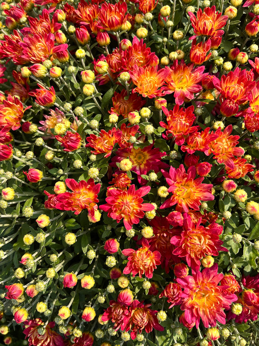 Summer Sunset Mum