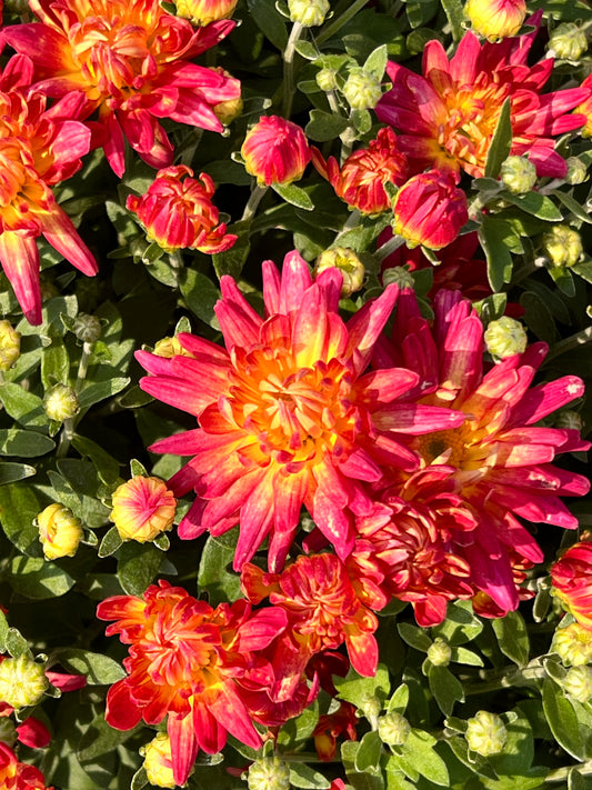 Summer Sunset Mum