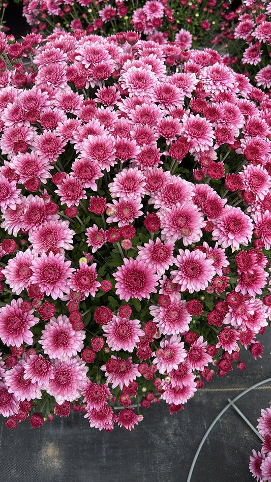 Touchdown Purple Mum