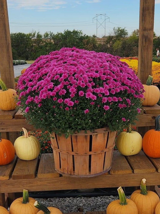 Tribeca Dark Pink Mum