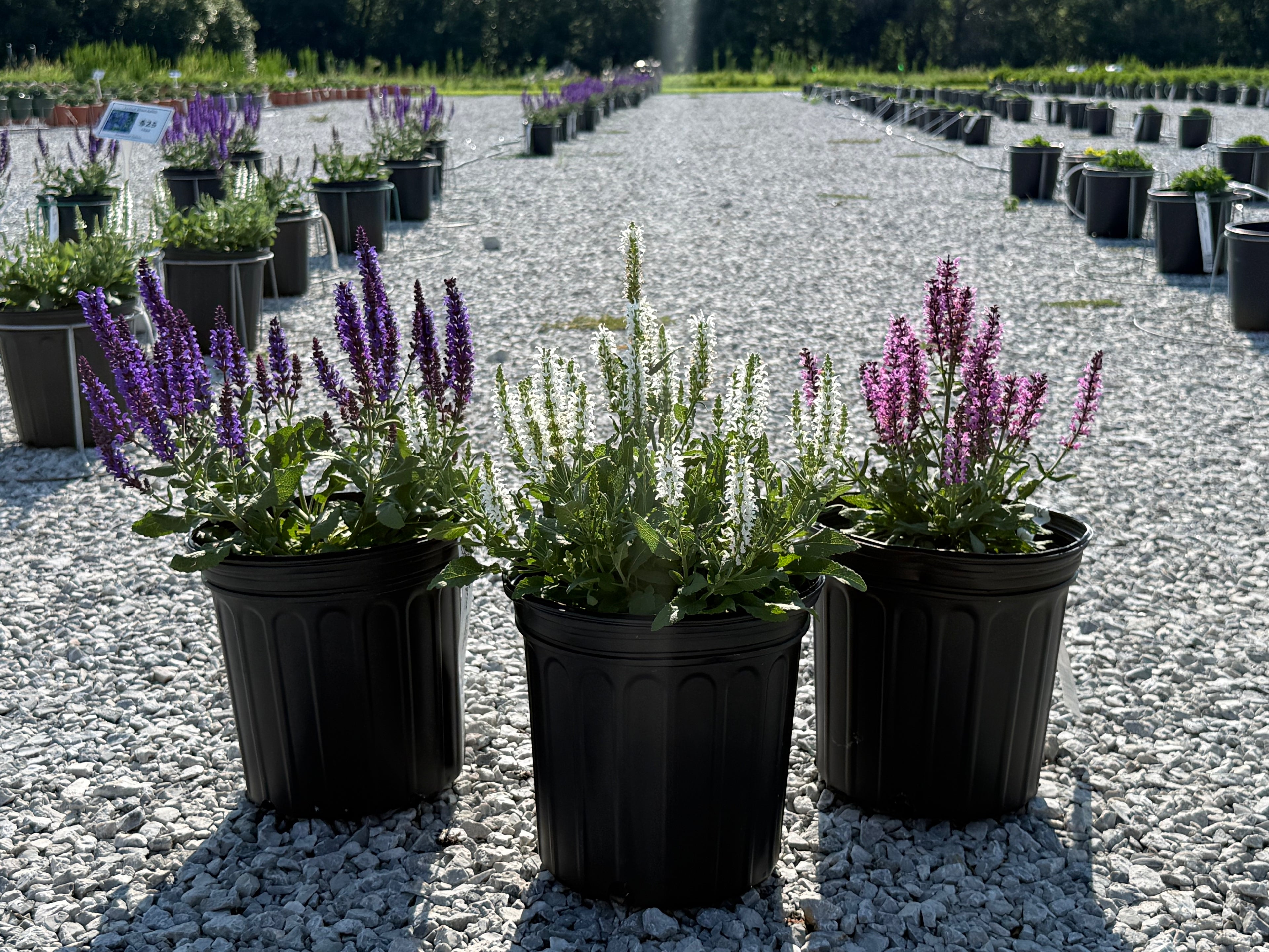 Three potted salvia plants with purple and white flowers in black plastic pots, arranged on a gravel path in a nursery or garden center.