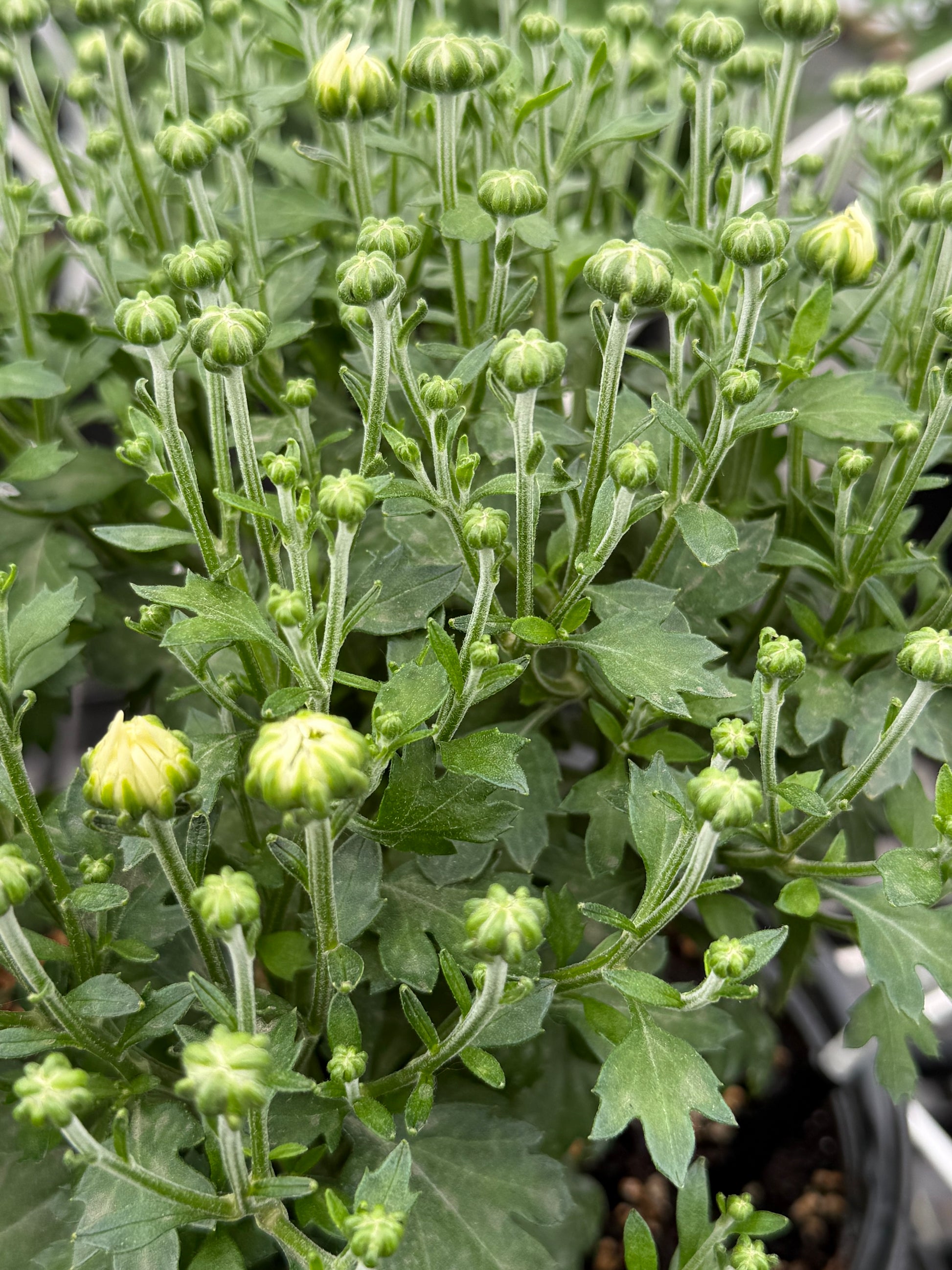 Spring buds are white instead of pink as usually in fall