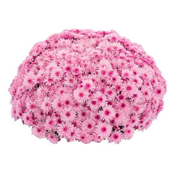 Lively Pink Bicolor Mum
