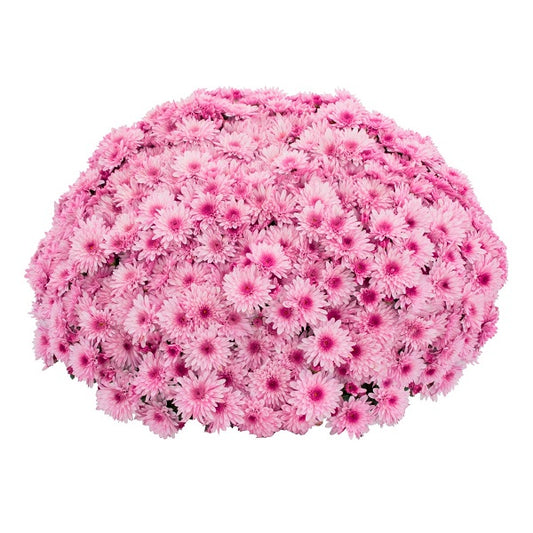 Lively Pink Bicolor Mum
