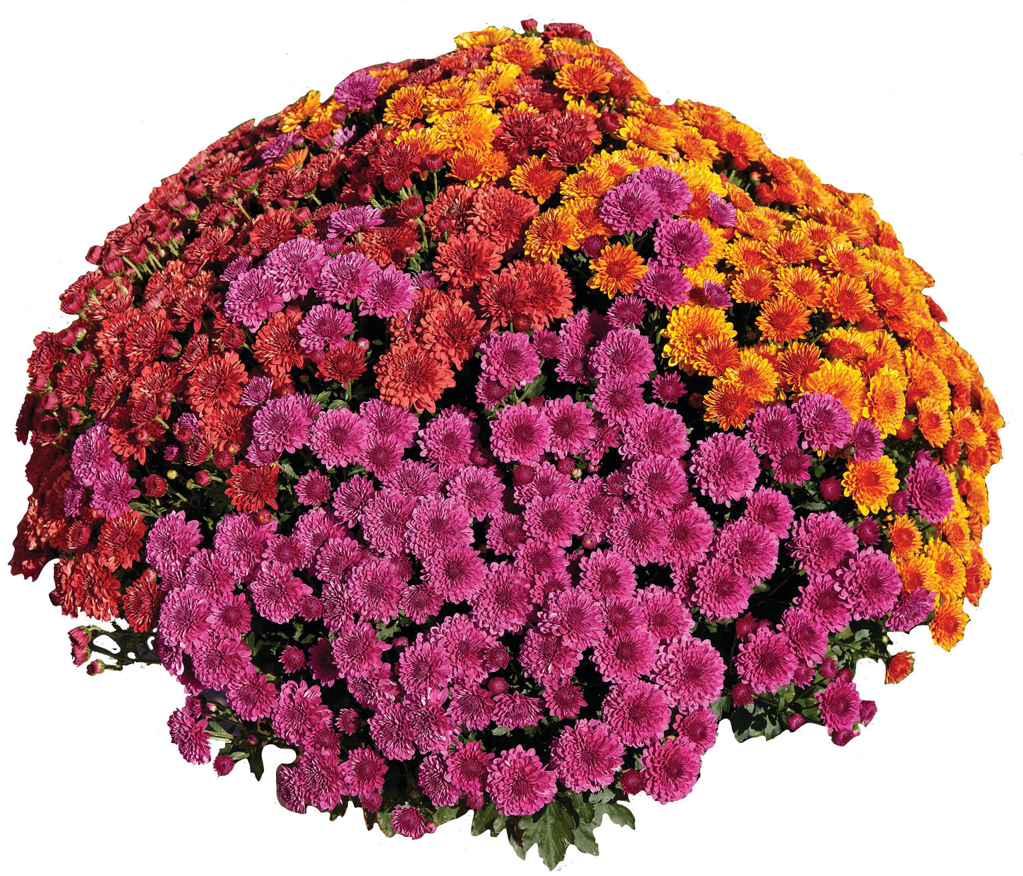 Cheryl Sweater Weather Combo Mum